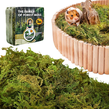 Natural Forest Moss for Hamster Habitats